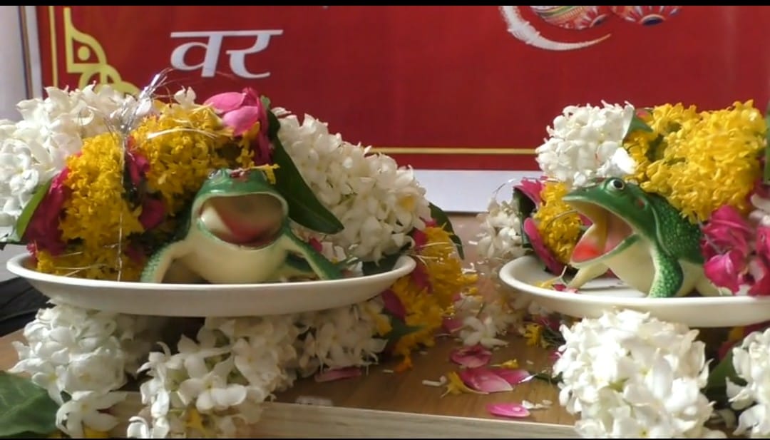 Frogs marriage in varanasi for this special purpose