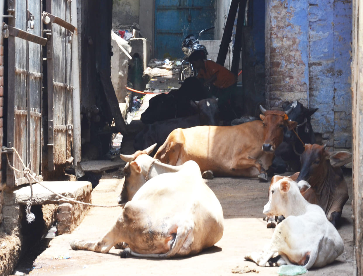 animal body found in jalaun