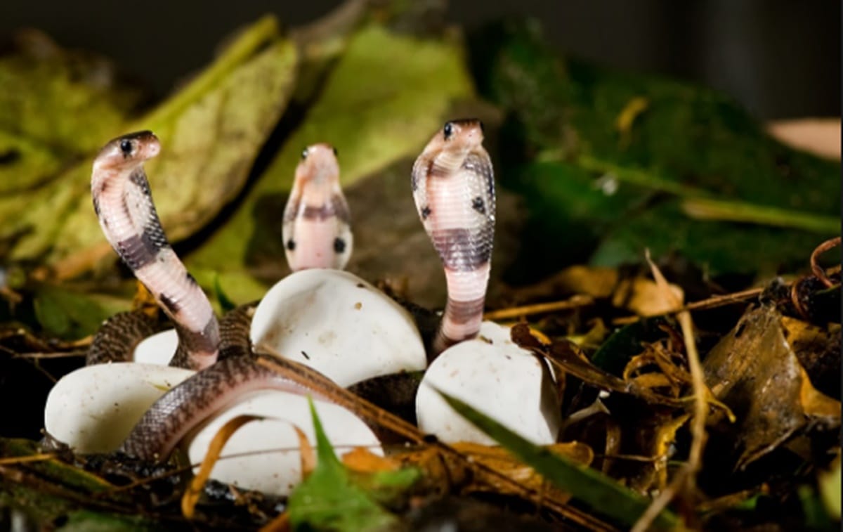 Panic gripped Shyamapur village as hundred Indian Cobra hatchings were spotted in the house 