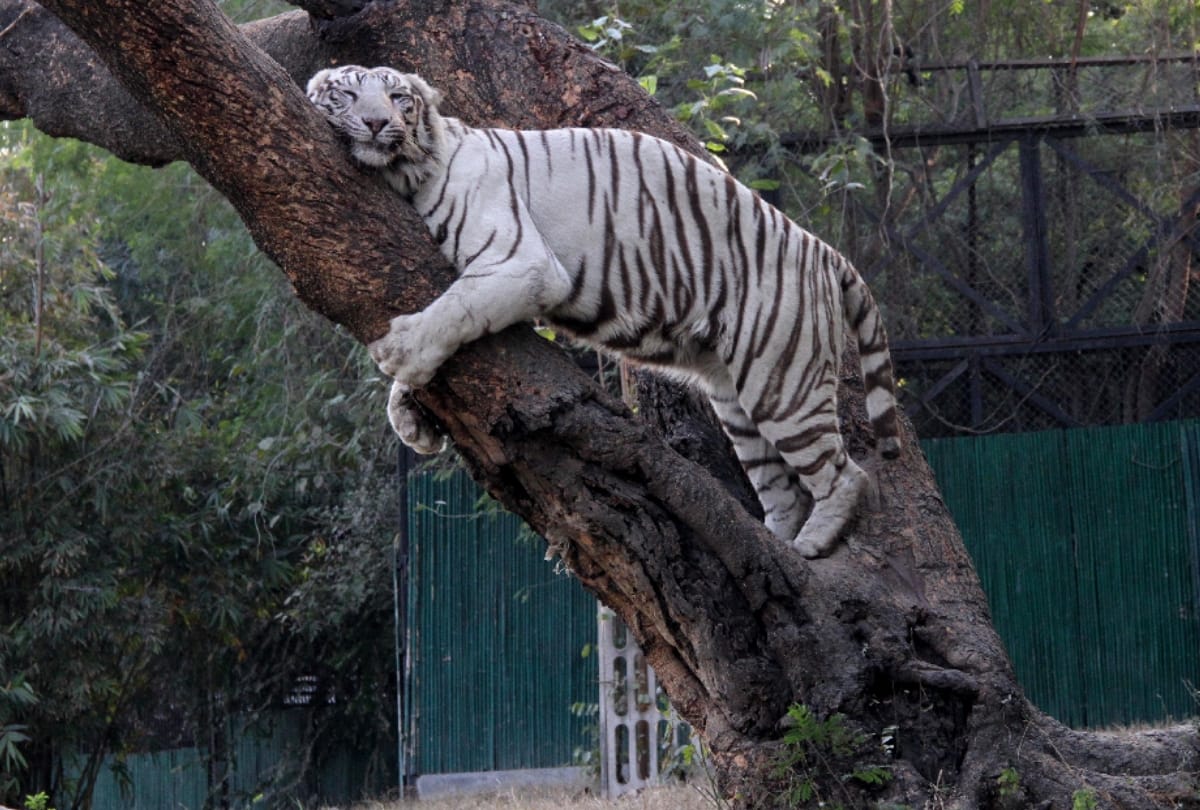 public start chipko movement animal also participate for save 16500 tree of delhi