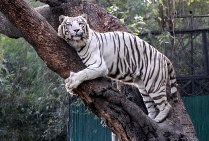 public start chipko movement animal also participate for save 16500 tree of delhi