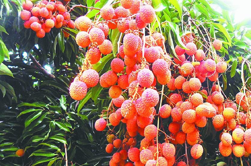 रसीली, लचीली लीची की खुशबू से बाग-बाग हुआ हराबाग