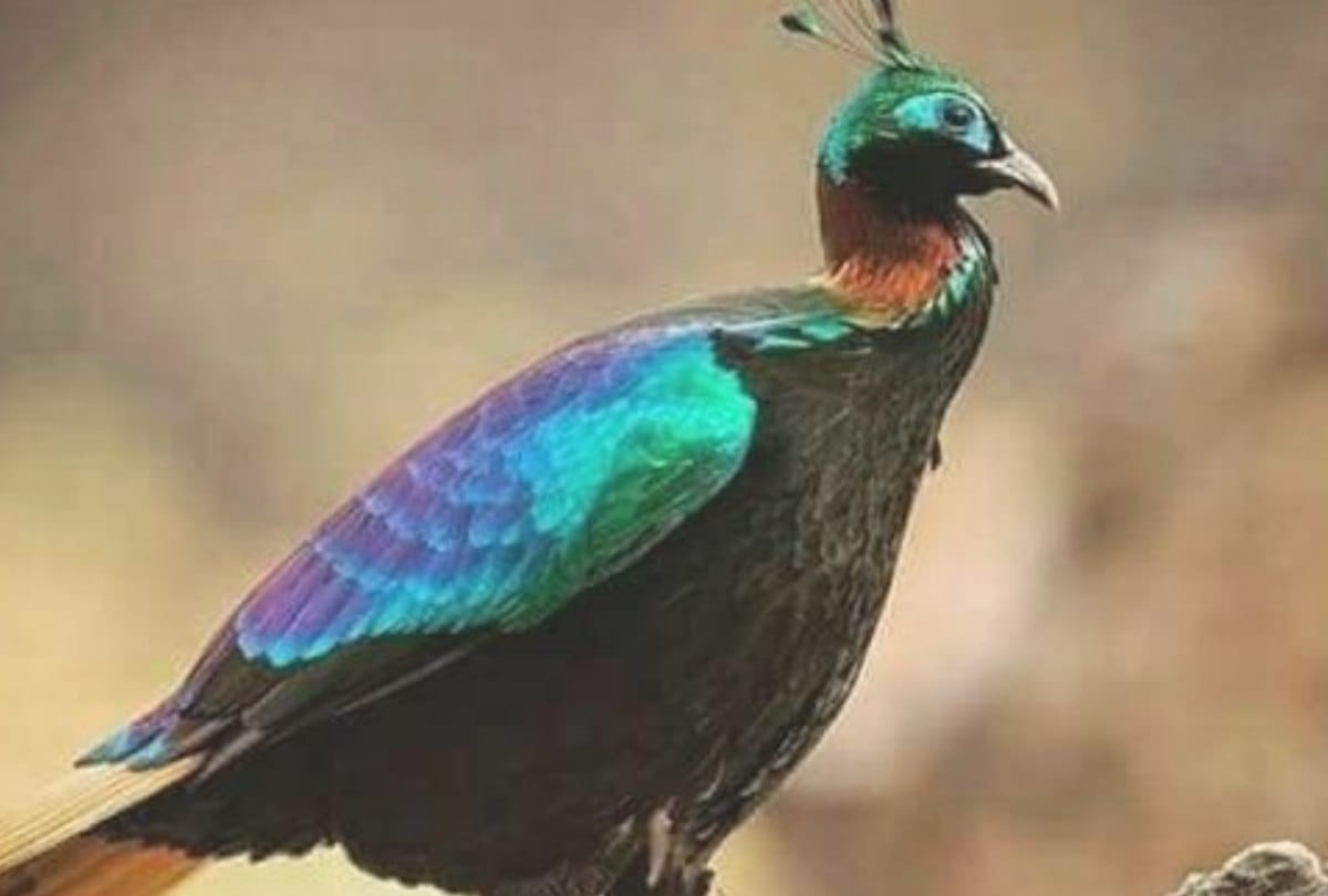 world environment day 2020: Monal was seen wandering in the group in Chopta