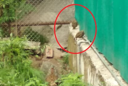 Successful breeding of Monal in Asias only center in Manali Himachal Pradesh