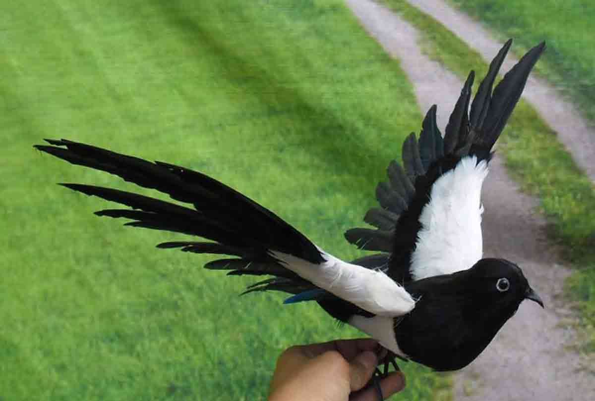 people touch their hat and said magpie how is your wife
