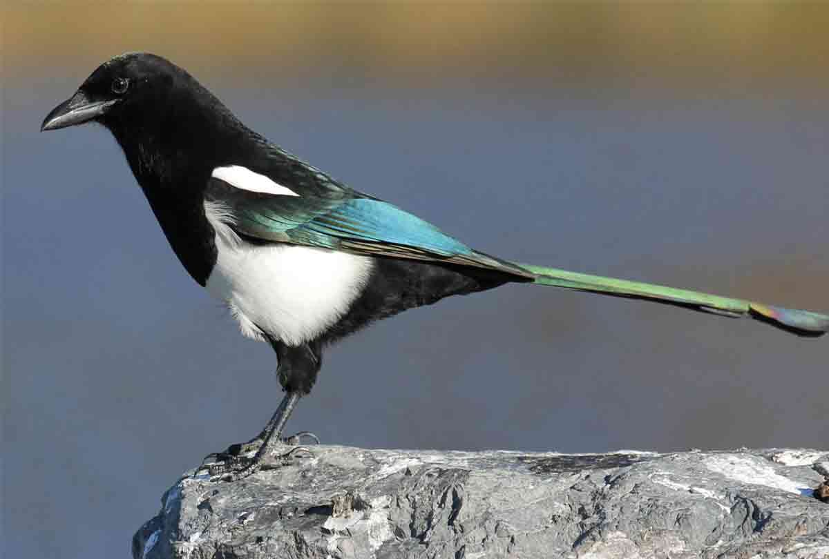 people touch their hat and said magpie how is your wife