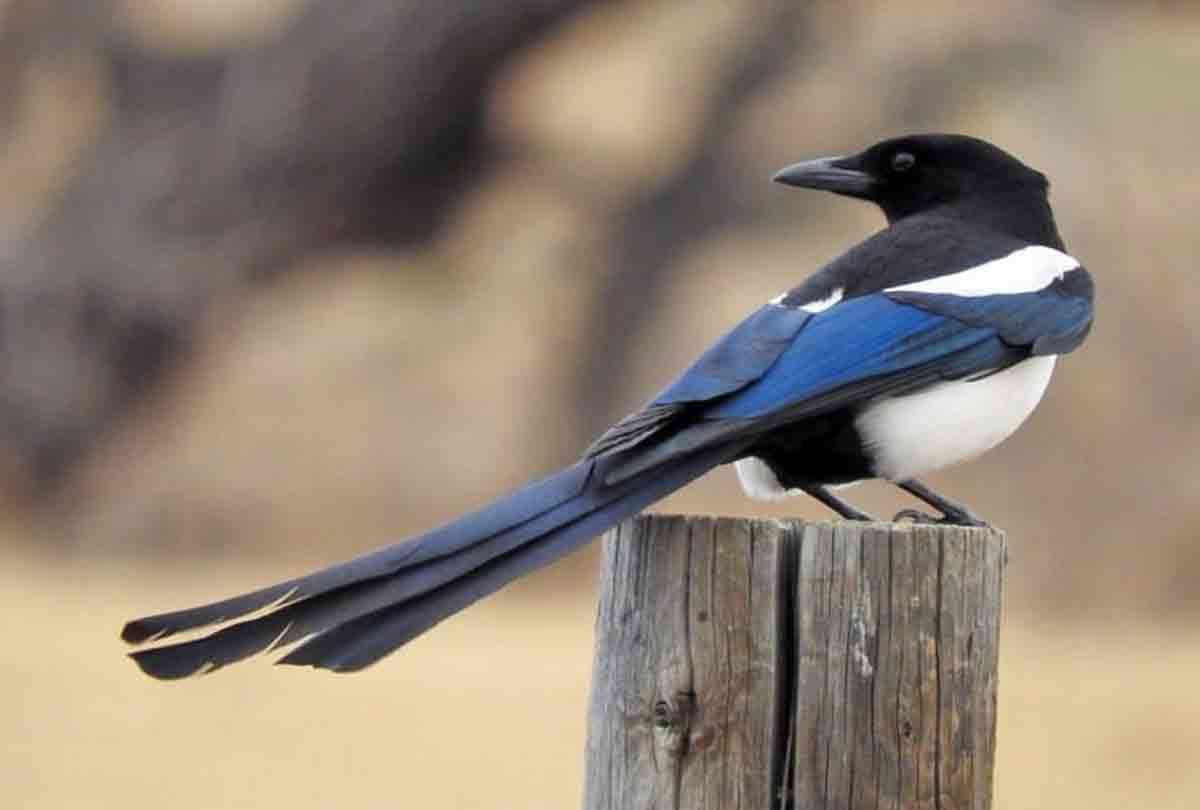 people touch their hat and said magpie how is your wife