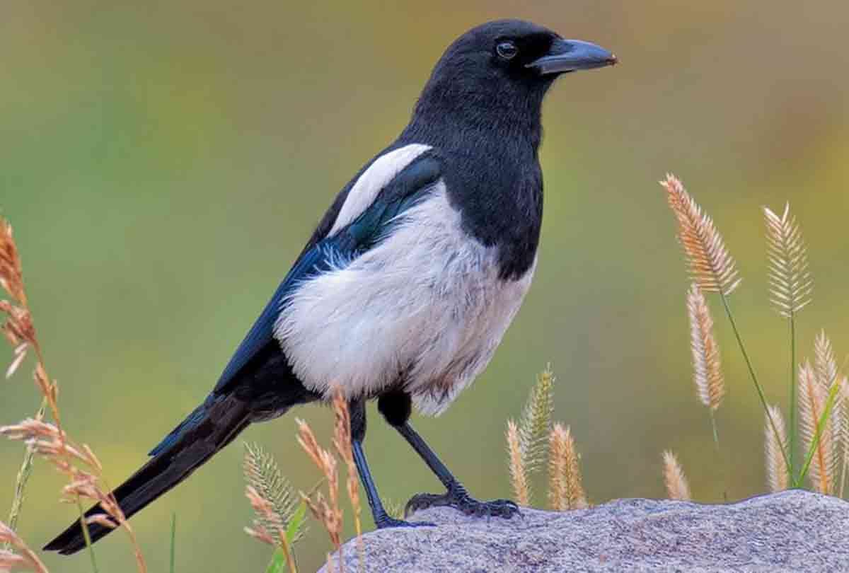people touch their hat and said magpie how is your wife