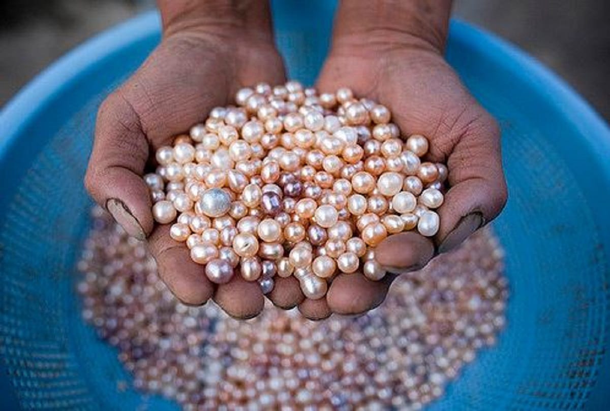 Engineer's fortunes changed with pearl farming, earning millions of rupees