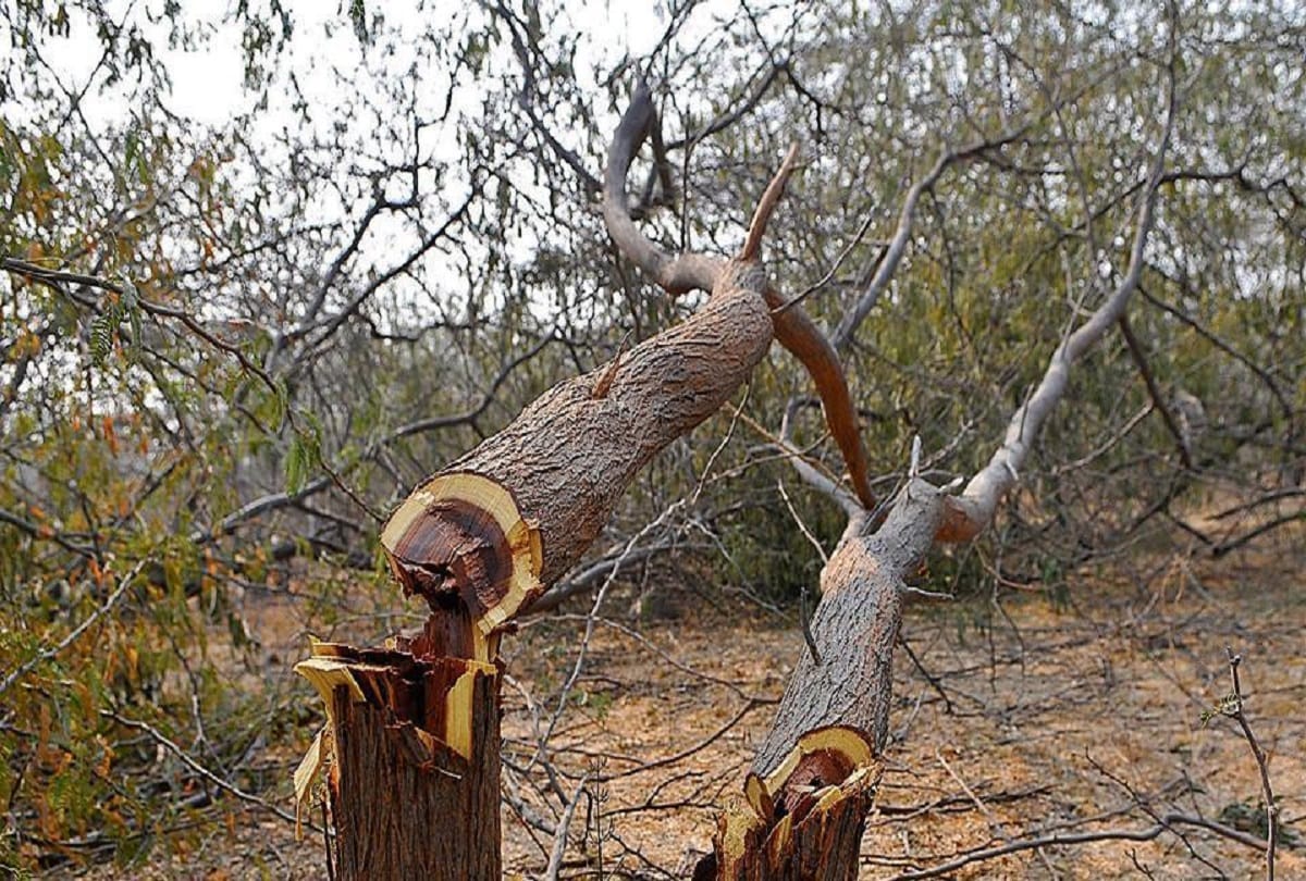 Exclusive Delhi Government has given permission to cut about 5,000 trees