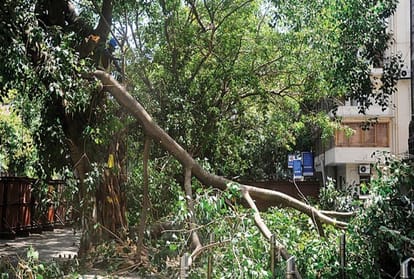 Exclusive Delhi Government has given permission to cut about 5,000 trees