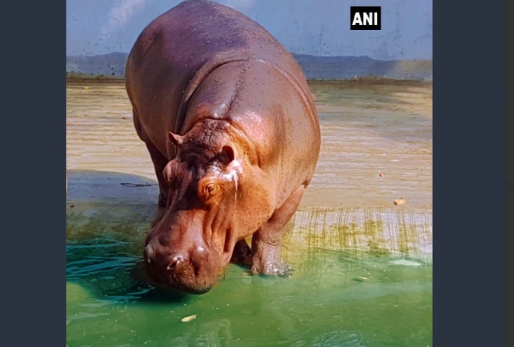 female hippopotamus passes away at lucknow zoo.