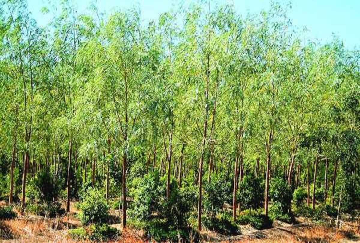 Farmers' economic health will improve with sandalwood cultivation