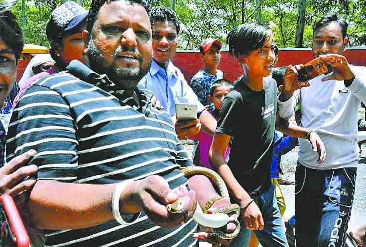red snake found in chandigarh, dangerous snakes in india