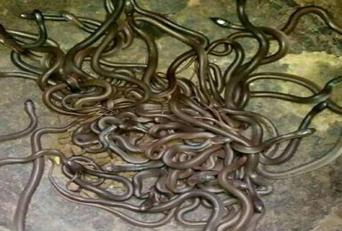 More than hundred baby cobras found in Farmer house at odisha