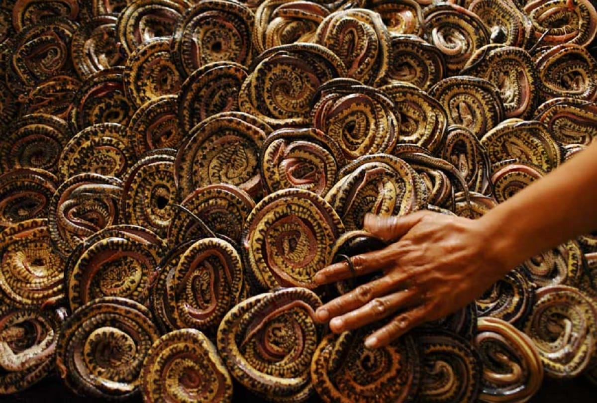 More than hundred baby cobras found in Farmer house at odisha