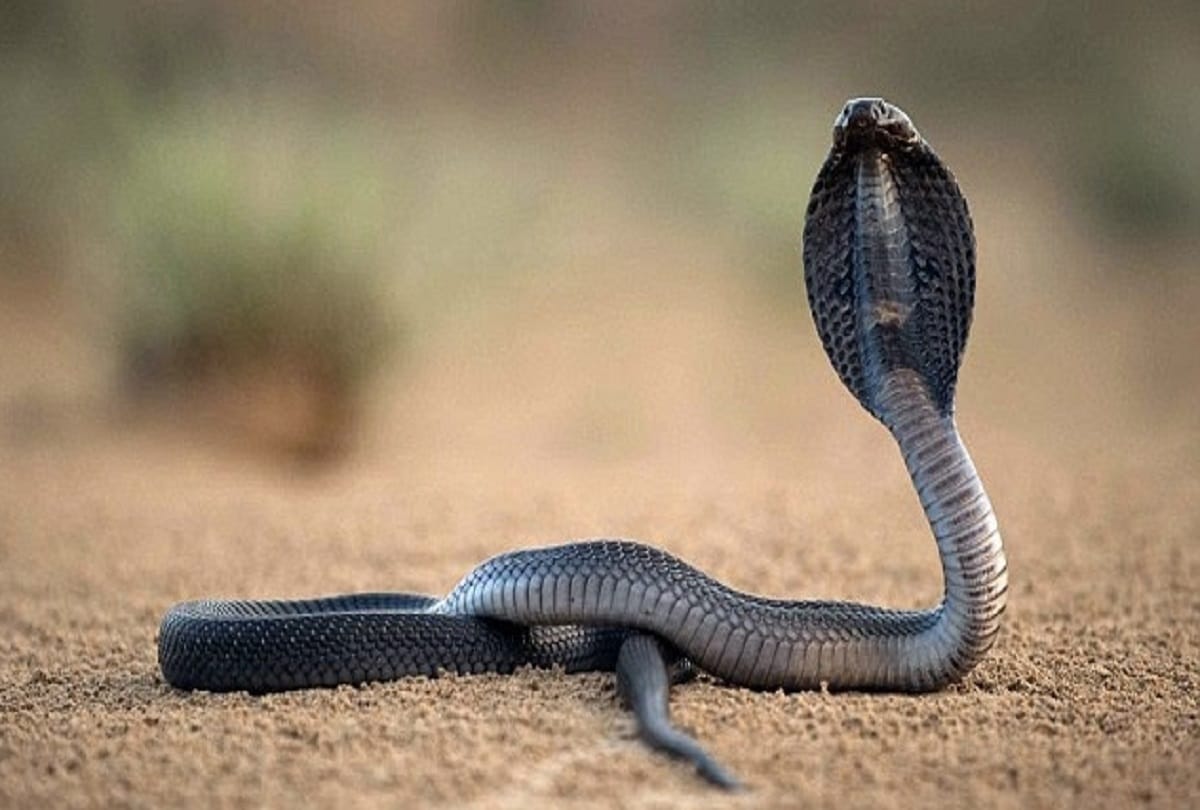 More than hundred baby cobras found in Farmer house at odisha