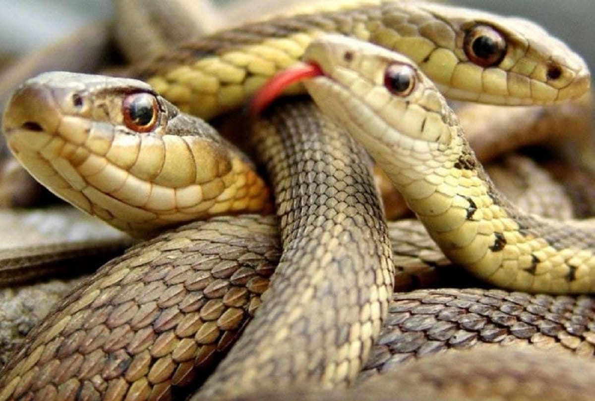 woman in china dies after bitten by a poisonous snake that was ordered online
