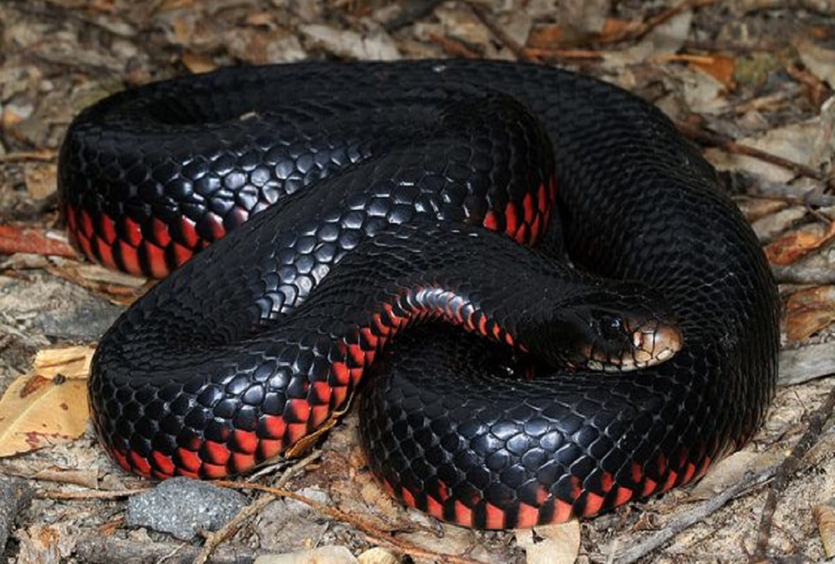 More than hundred baby cobras found in Farmer house at odisha