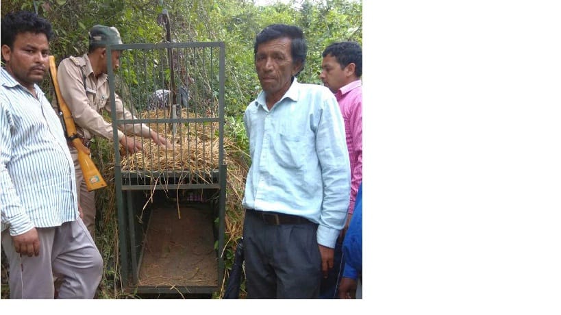 Not to the shots near the cage, Leopard
