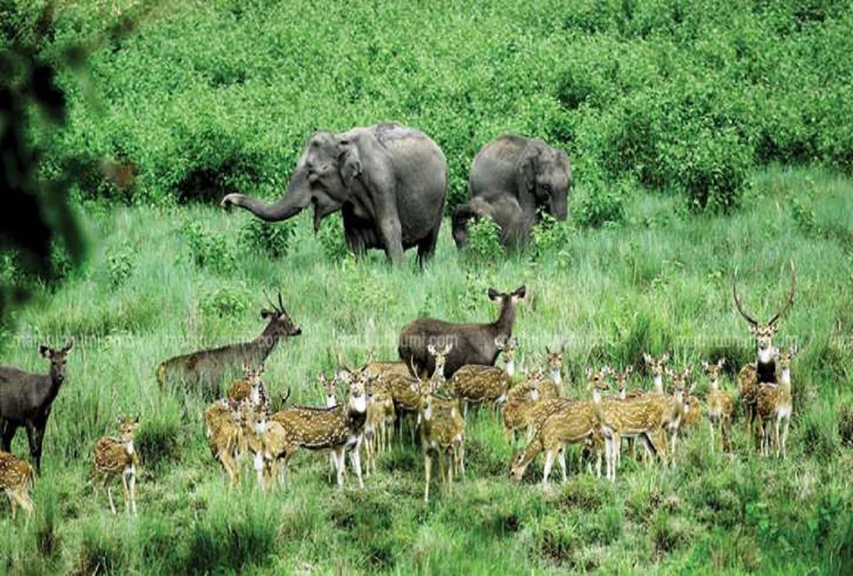 two student of meghalaya school drop his study for Wildlife conservation