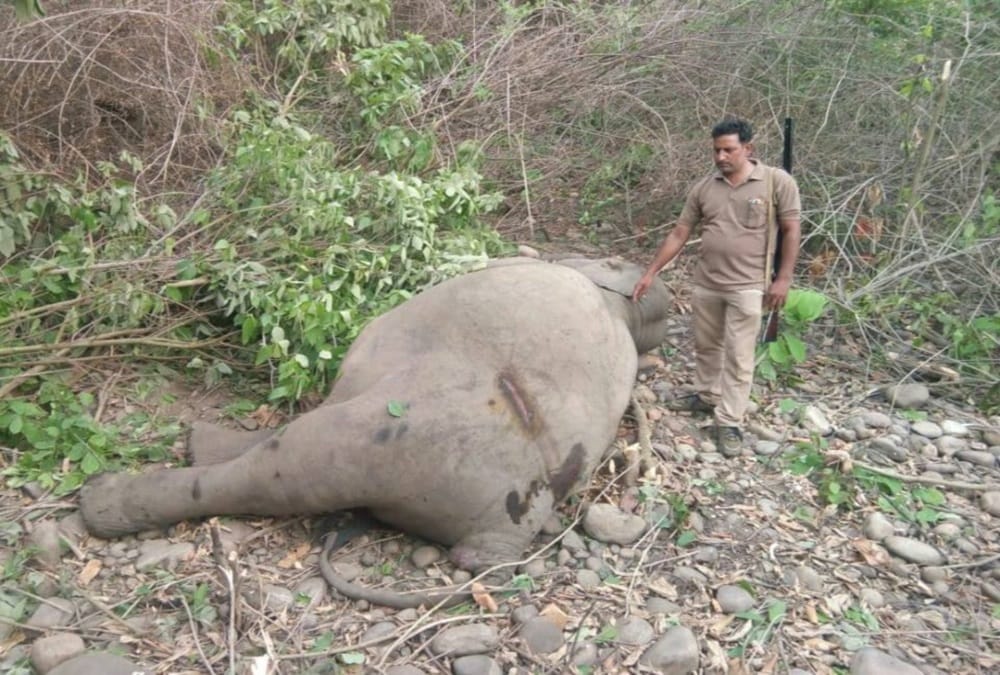  Elephant died on haridwar dehradun railway track by Kathgodam express