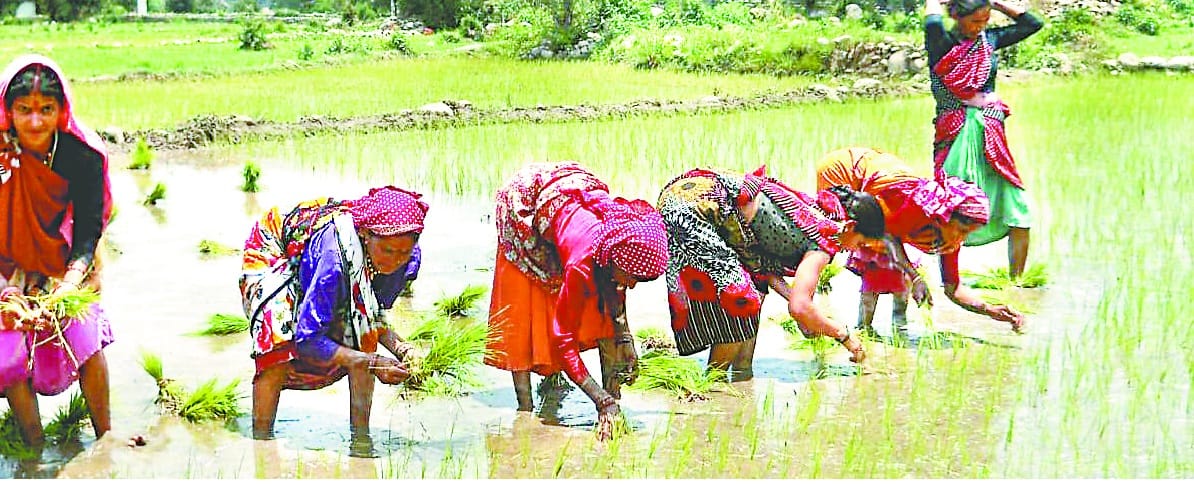 rice plants being planted on farms