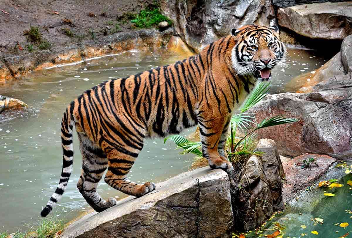 lady give food to tiger in zoo but happened an worst incident video goes viral
