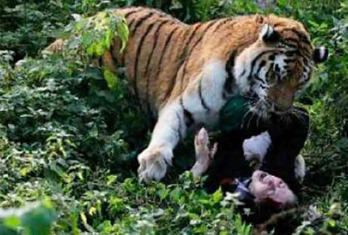 lady give food to tiger in zoo but happened an worst incident video goes viral