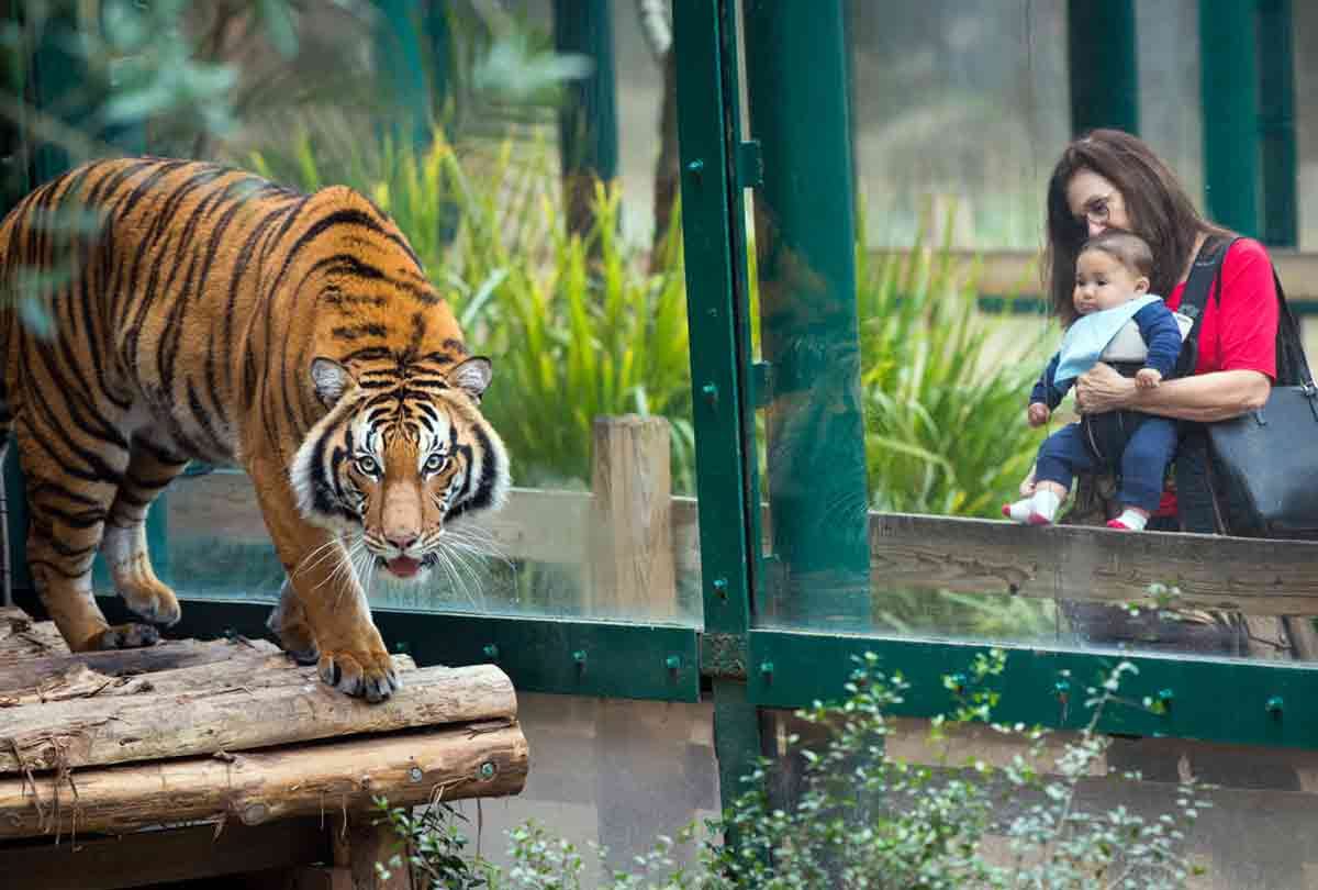 lady give food to tiger in zoo but happened an worst incident video goes viral