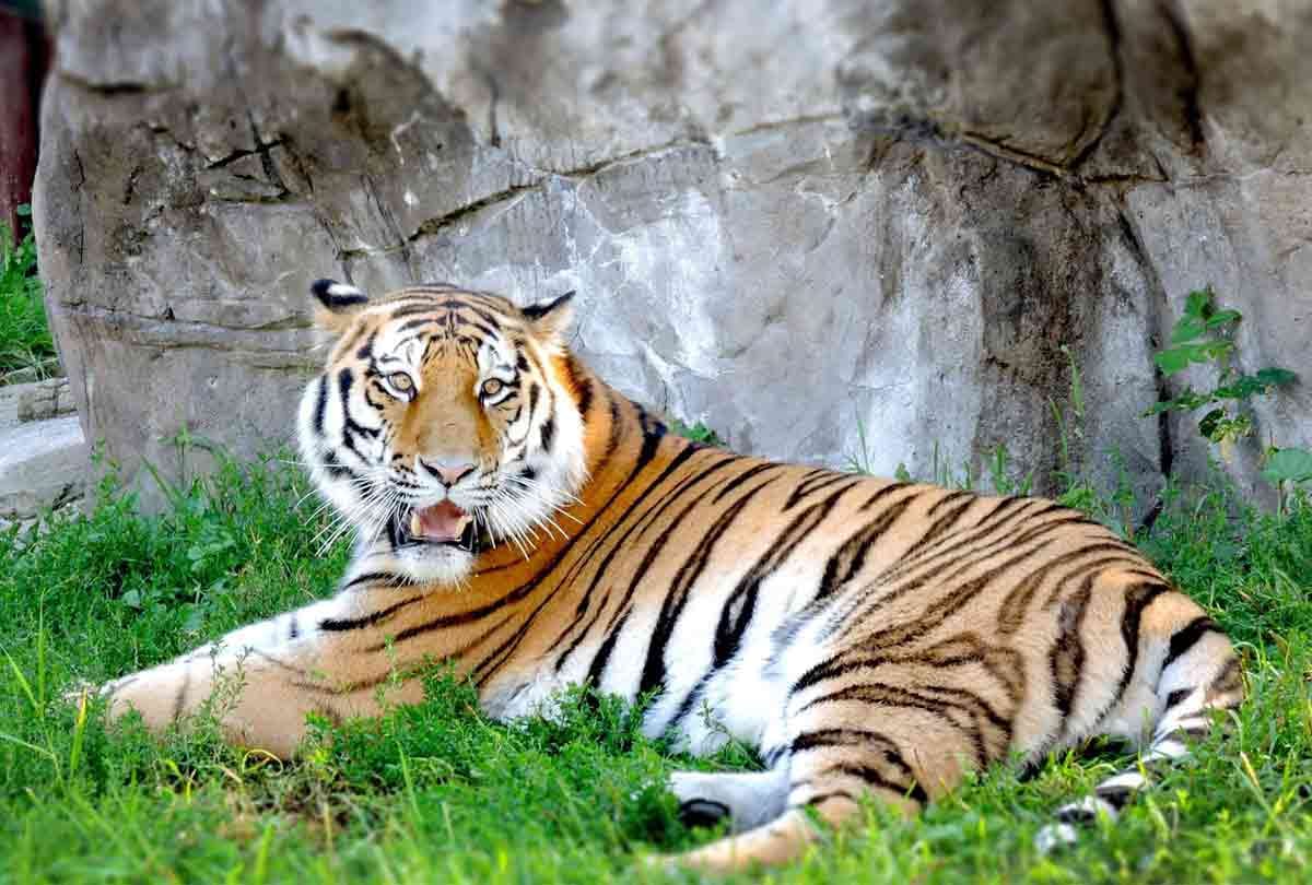 lady give food to tiger in zoo but happened an worst incident video goes viral