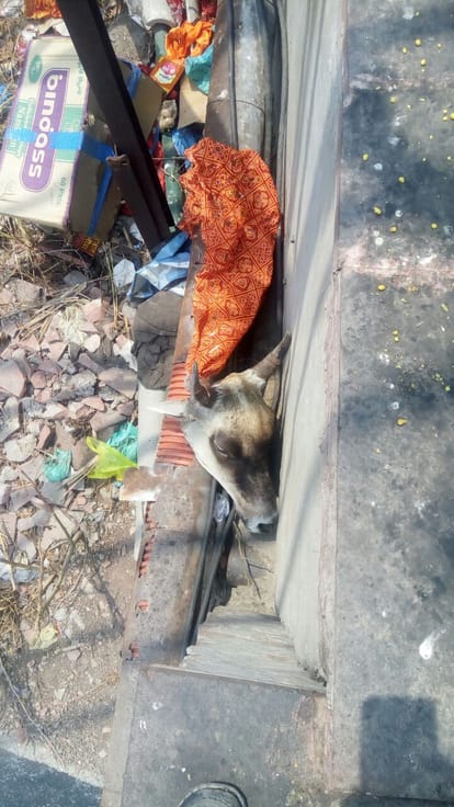 head of cattle recovered in agra
