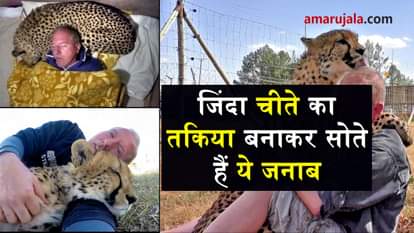 Man Uses A Live African Cheetah As A Pillow