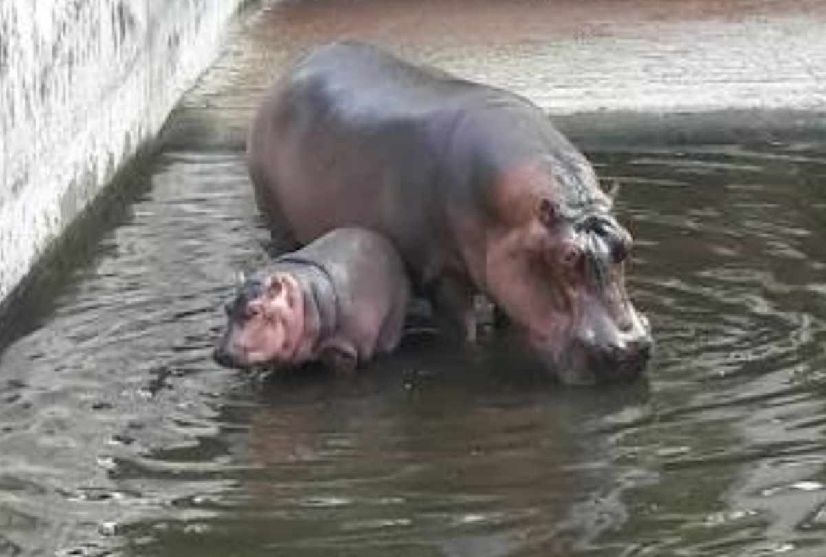 small hippo aditya is very sad after death of his mother