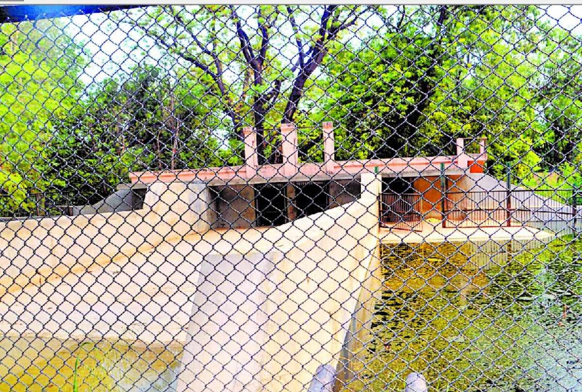 small hippo aditya is very sad after death of his mother