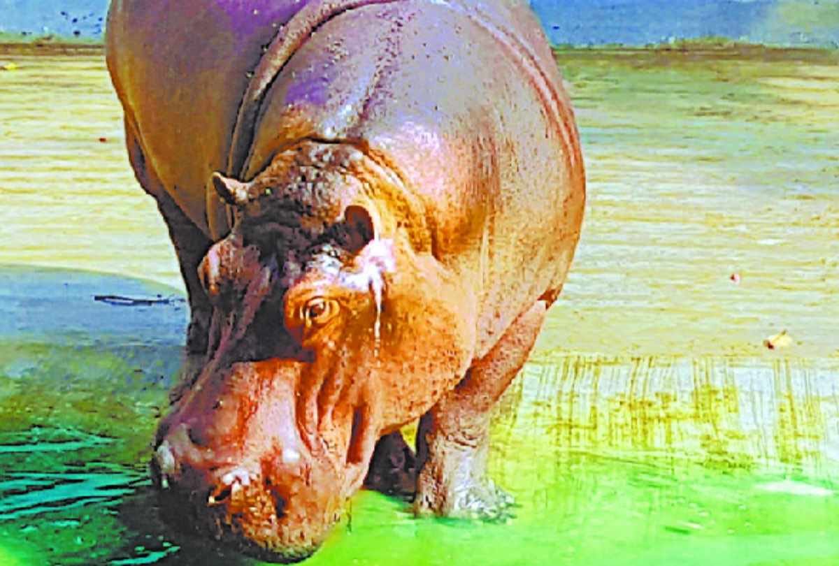 small hippo aditya is very sad after death of his mother