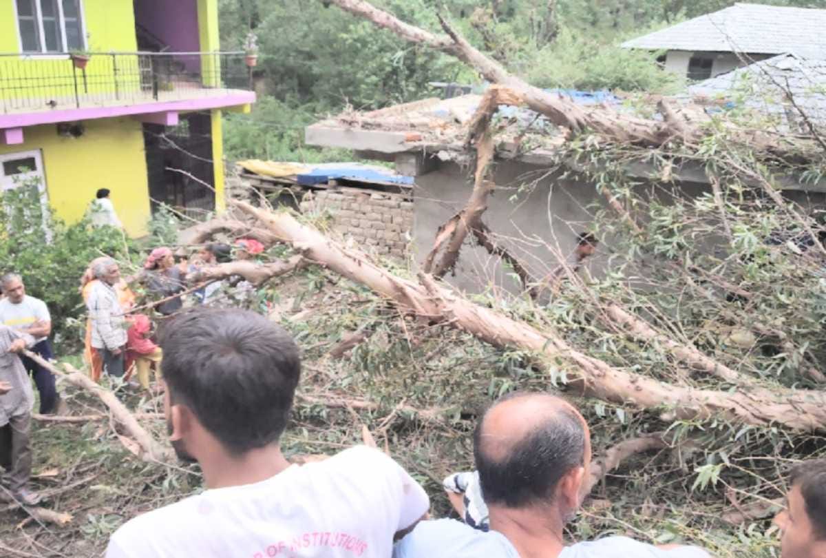 tree falls on the family while drinking tea in the courtyard