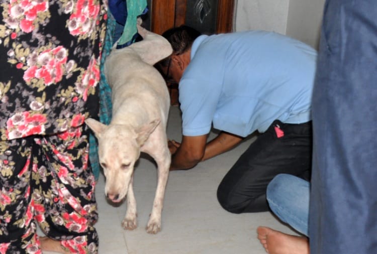 Stre Dogs walking in Mansa Devi Temple