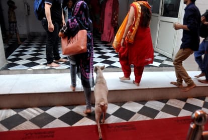 Stre Dogs walking in Mansa Devi Temple