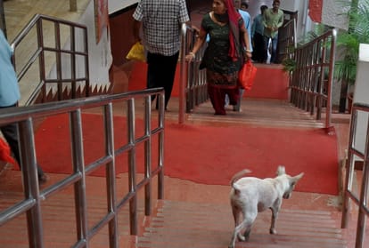 Stre Dogs walking in Mansa Devi Temple