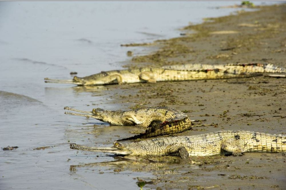 Due to lack of water in Chambal river deepen crisis on Water bodies