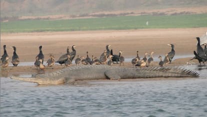 Due to lack of water in Chambal river deepen crisis on Water bodies