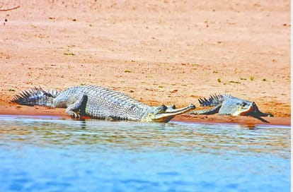 Due to lack of water in Chambal river deepen crisis on Water bodies