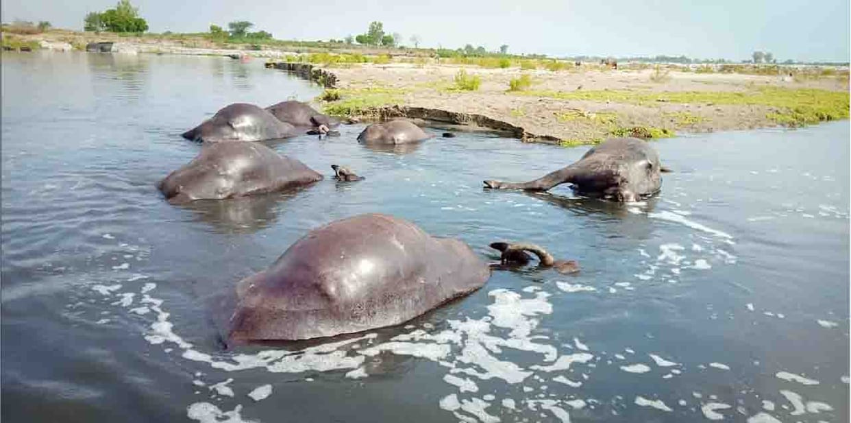6 buffaloes in Yamuna did not escape, death due to drowning
