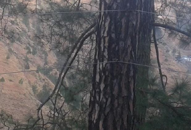 पेड़ों से बांध दिए बिजली तार, हादसे को न्योता