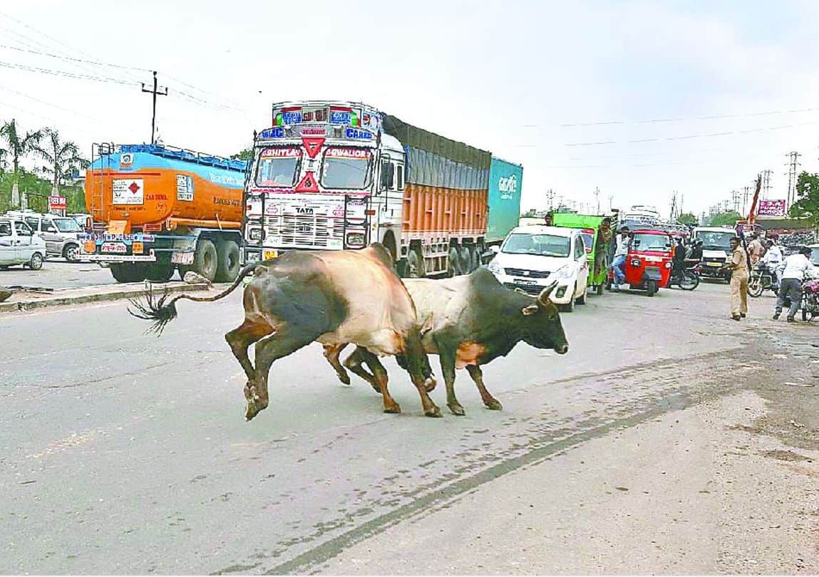 mathura many people wounded by battle between the two bull on NH-2