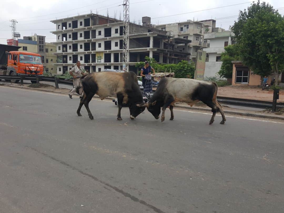 mathura many people wounded by battle between the two bull on NH-2