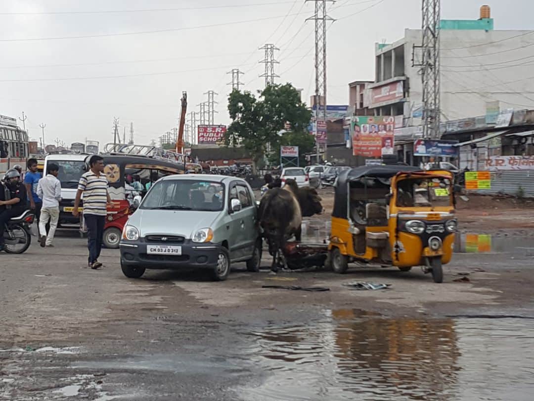 mathura many people wounded by battle between the two bull on NH-2
