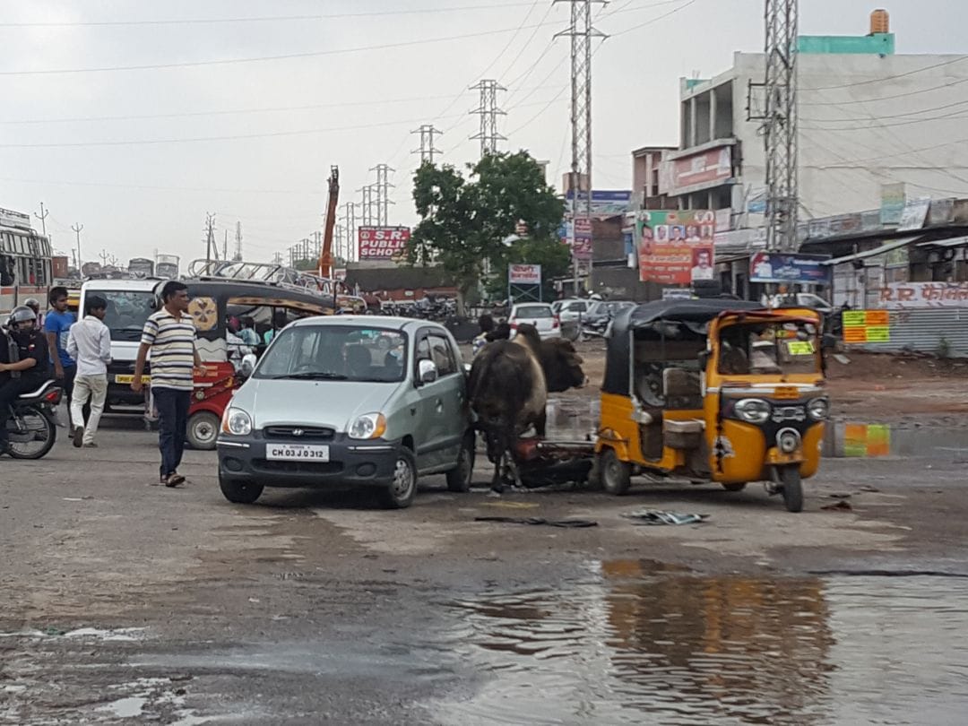 mathura many people wounded by battle between the two bull on NH-2
