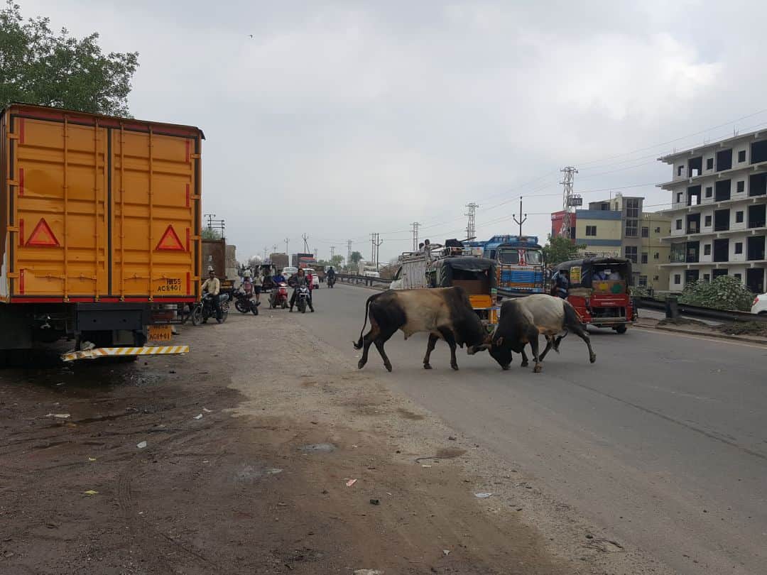 mathura many people wounded by battle between the two bull on NH-2